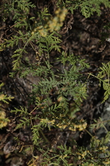 Artemisia santolinifolia