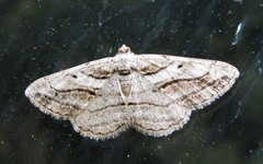 Peribatodes correptaria