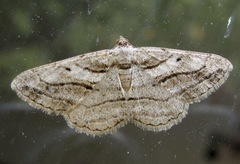 Peribatodes correptaria