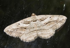 Peribatodes correptaria