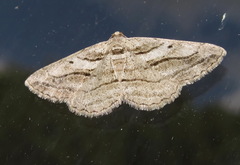 Peribatodes correptaria