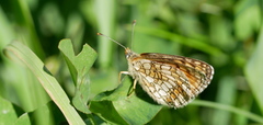 Melitaea parthenoides