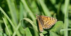 Melitaea parthenoides