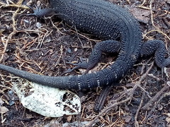 Lepidophyma tuxtlae