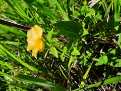 Abutilon sonneratianum