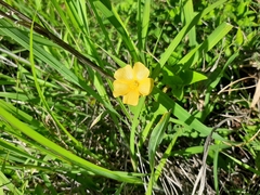 Abutilon sonneratianum