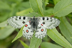 Parnassius nomion