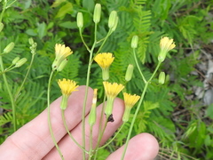 Crepis pulchra