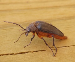 Cebrio