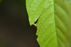 Anastrus sempiternus