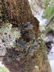 Pseudocyphellaria holarctica