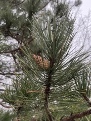 Pinus resinosa