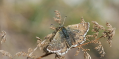 Pyrgus carlinae