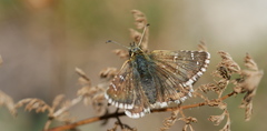 Pyrgus carlinae
