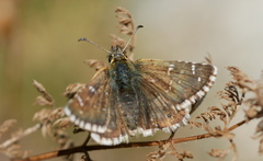 Pyrgus carlinae