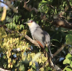 Coccyzus longirostris