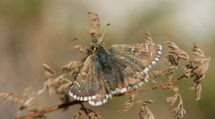 Pyrgus carlinae