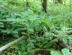 Scopolia caucasica