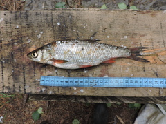 Leuciscus baicalensis