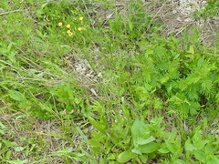 Crepis pulchra