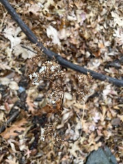 Ageratina altissima