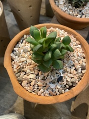 Anacampseros rufescens