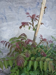 Ailanthus altissima