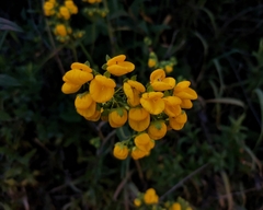 Calceolaria dentata