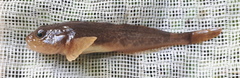 Paracottus knerii