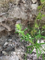 Galium aparine