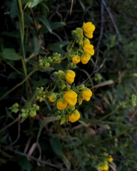 Calceolaria dentata
