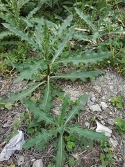 Cirsium arvense vestitum