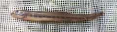 Cobitis melanoleuca