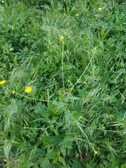 Sisymbrium officinale