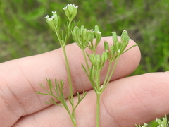 Ammoselinum popei