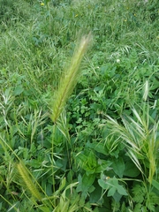 Hordeum murinum