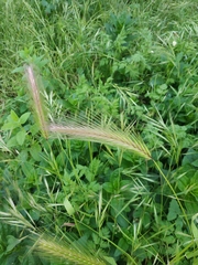 Hordeum murinum