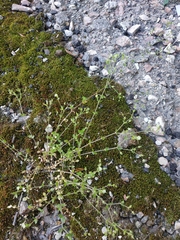 Arenaria serpyllifolia