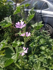 Malva erecta