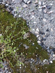 Arenaria serpyllifolia