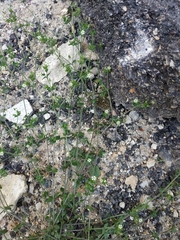 Arenaria serpyllifolia