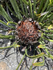 Protea denticulata