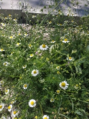 Anthemis cotula