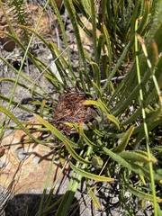 Protea denticulata