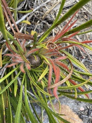 Protea denticulata