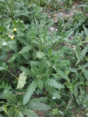 Cirsium arvense vestitum