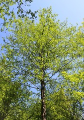 Alnus glutinosa barbata