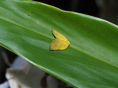 Ricania sublimata