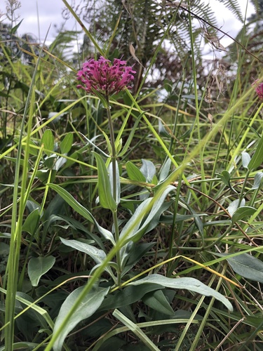 Centranthus ruber image