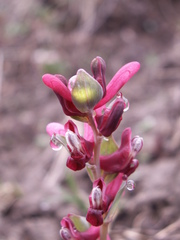 Corydalis ledebouriana